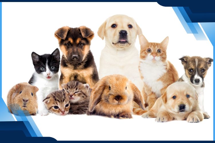 Pet Insurance
